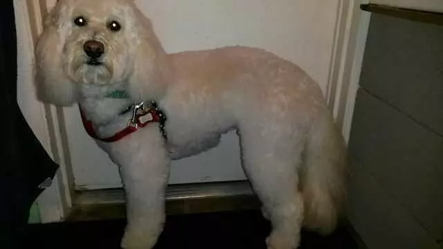 ABQ Canine Magic Grooming Salon
