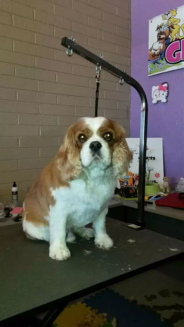 ABQ Canine Magic Grooming Salon