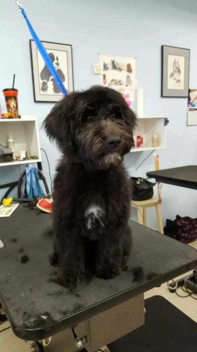 ABQ Canine Magic Grooming Salon