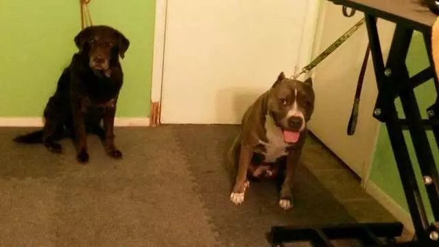 ABQ Canine Magic Grooming Salon