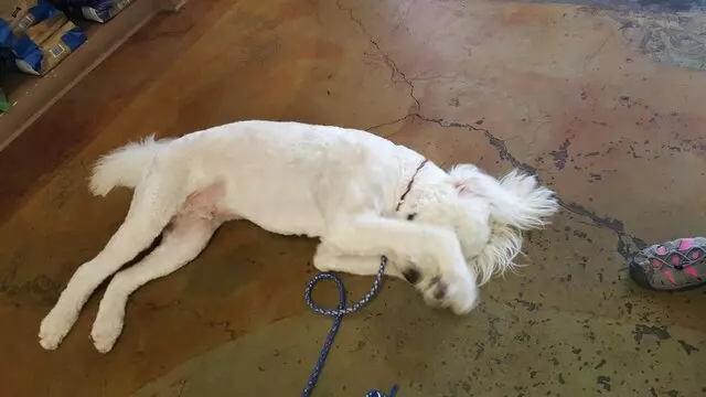 ABQ Canine Magic Grooming Salon