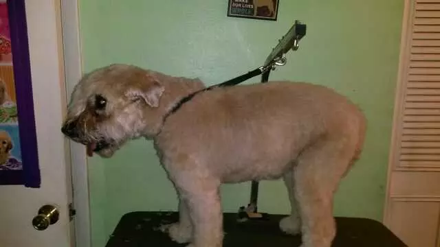 ABQ Canine Magic Grooming Salon