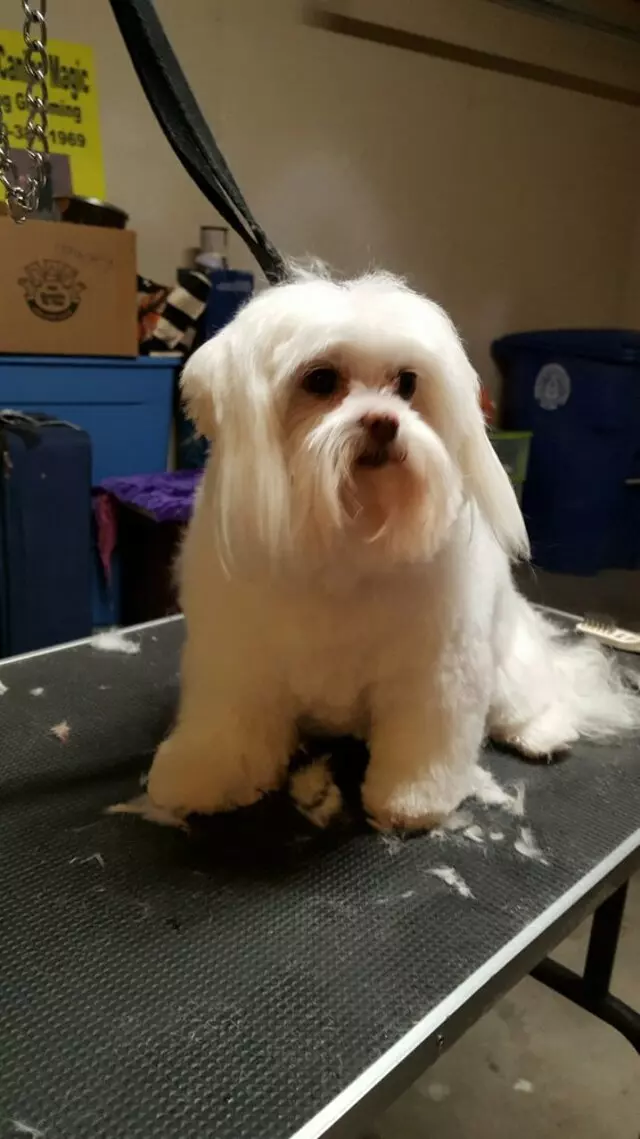 ABQ Canine Magic Grooming Salon
