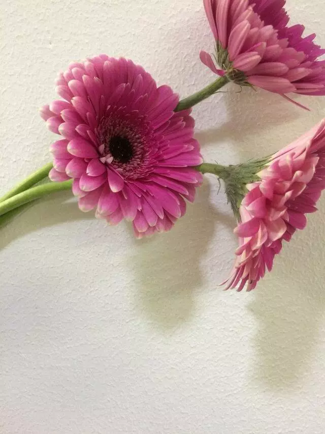 Aspire Floral