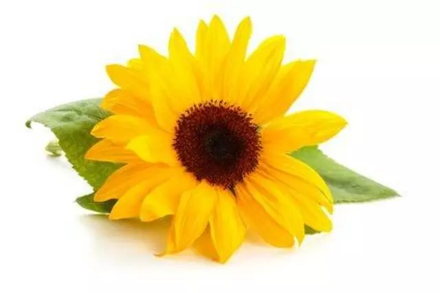 Aspire Floral