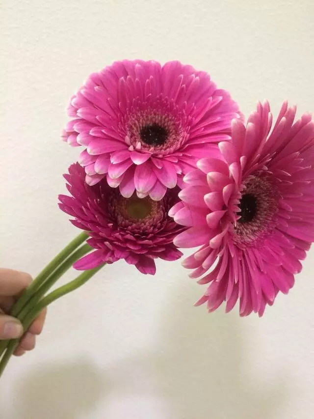 Aspire Floral