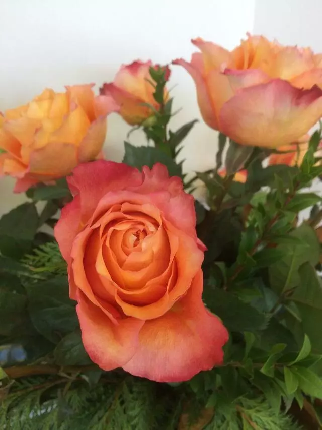 Aspire Floral