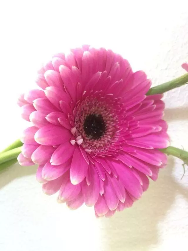 Aspire Floral