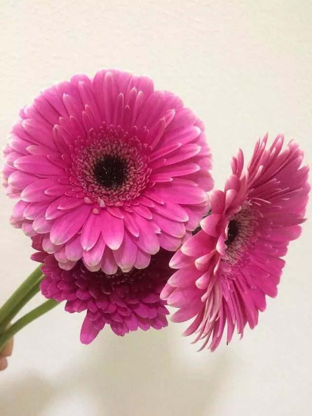 Aspire Floral