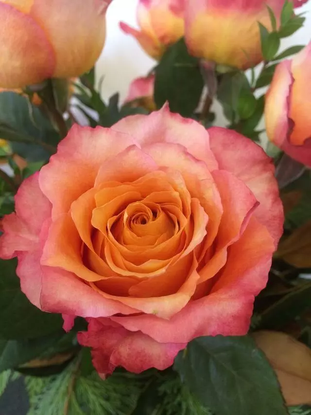 Aspire Floral