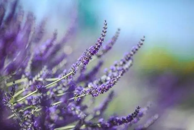 Aspire Floral