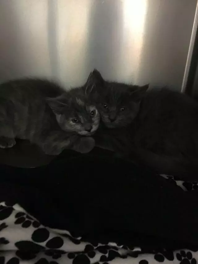 Mobile Animal Nurses of Albuquerque
