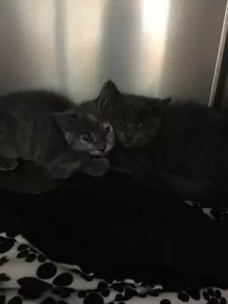 Mobile Animal Nurses of Albuquerque