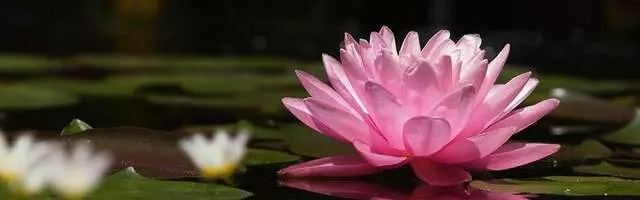 Counseling ABQ