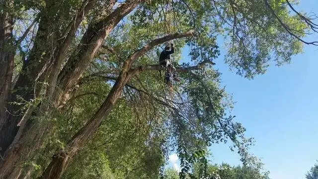 Antonio’ s Tree Service