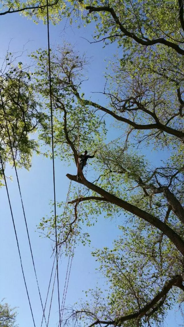 Antonio’ s Tree Service