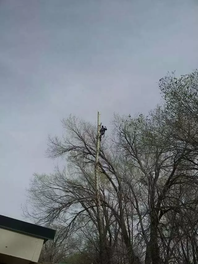 Antonio’ s Tree Service