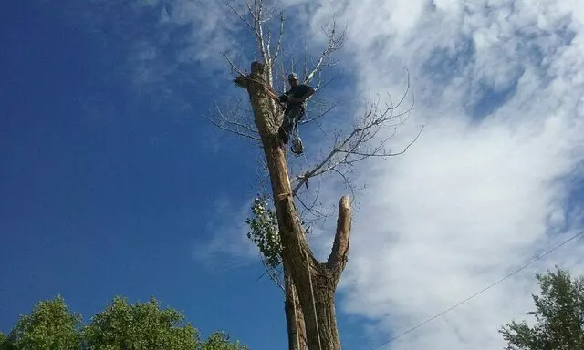 Antonio’ s Tree Service