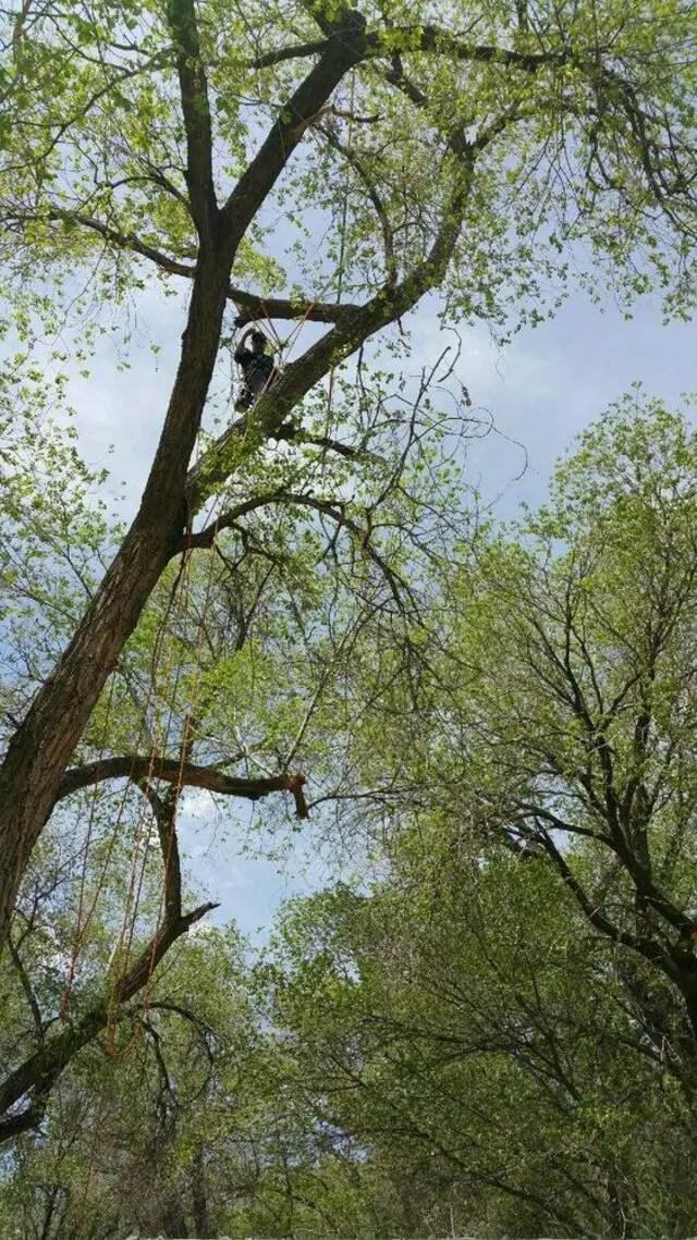 Antonio’ s Tree Service