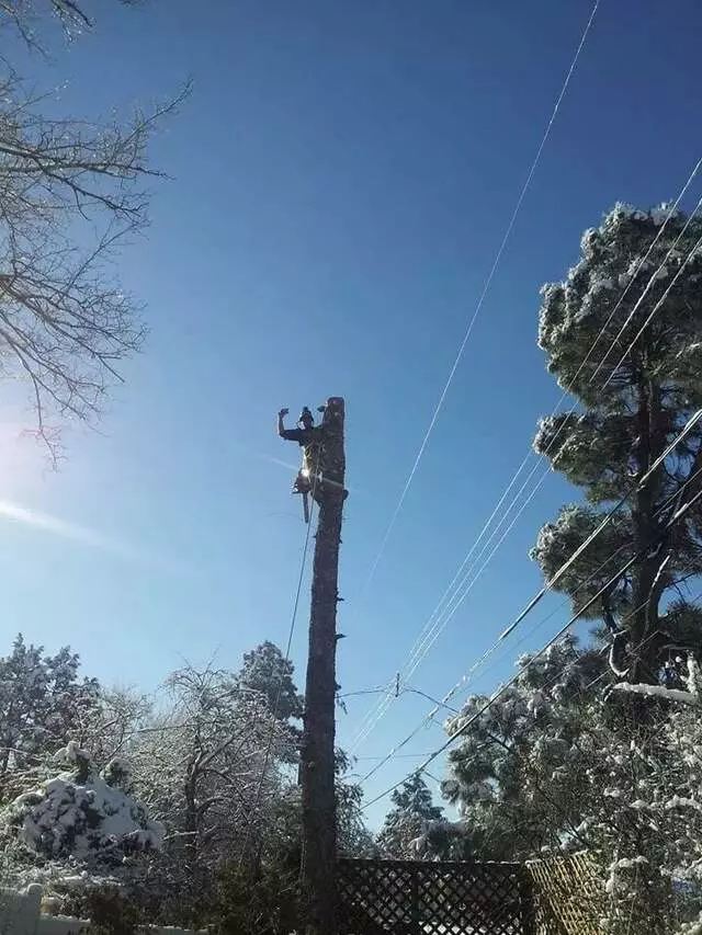 Antonio’ s Tree Service