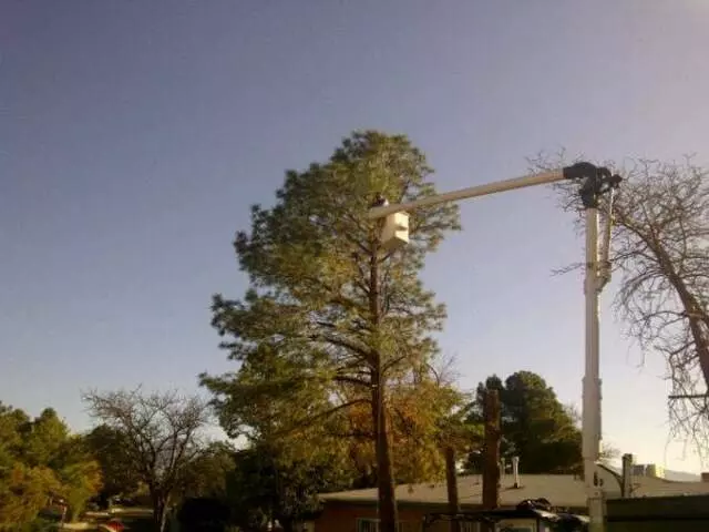 Antonio’ s Tree Service