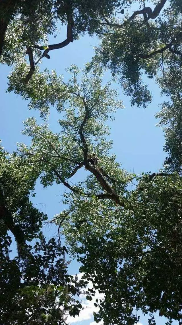 Antonio’ s Tree Service