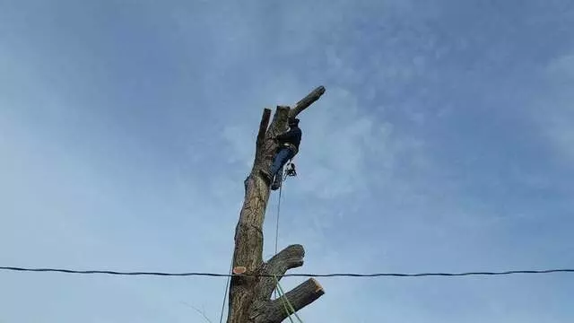 Antonio’ s Tree Service
