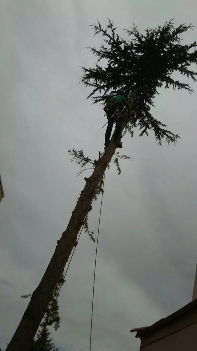 Antonio’ s Tree Service