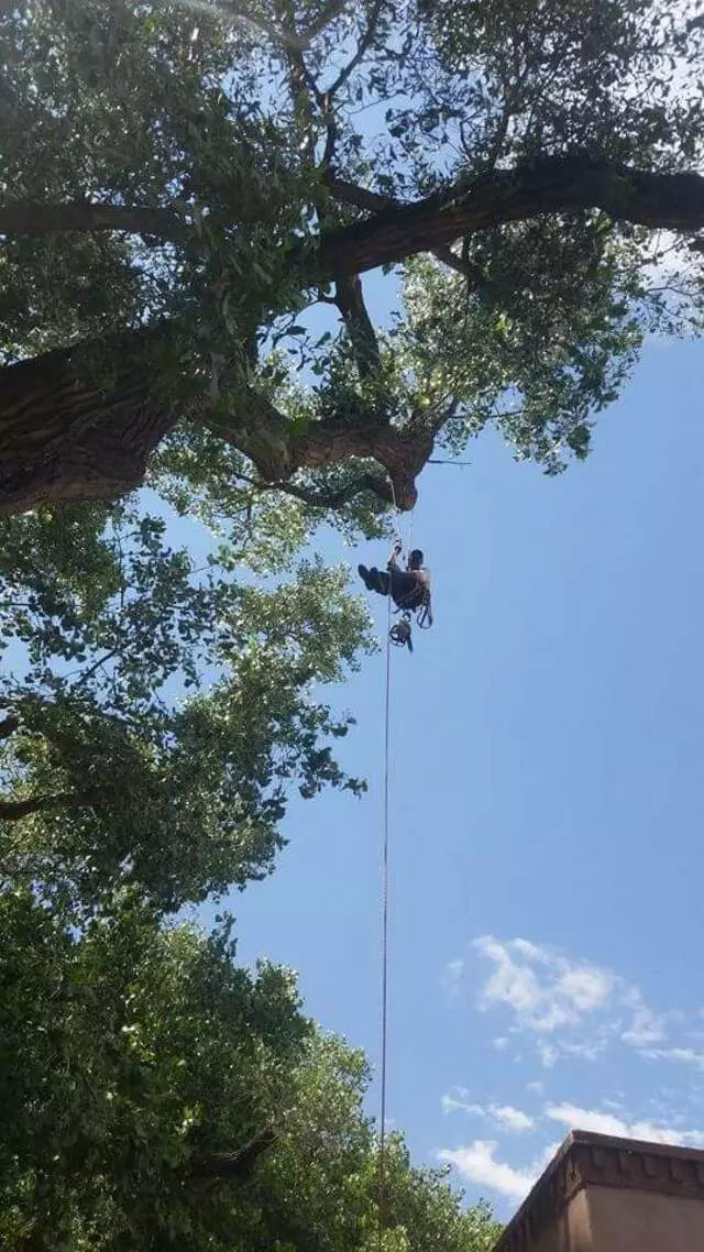 Antonio’ s Tree Service