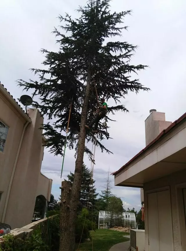 Antonio’ s Tree Service
