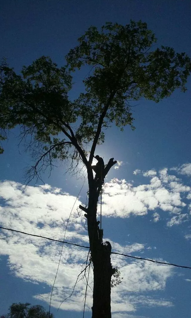 Antonio’ s Tree Service