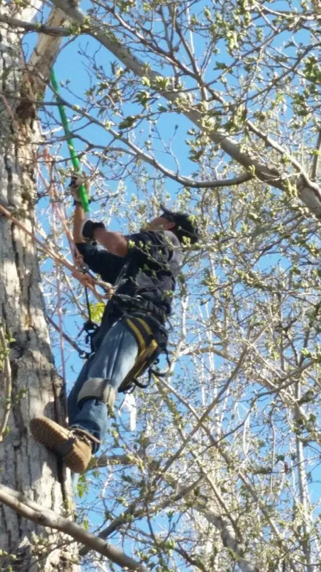 Antonio’ s Tree Service