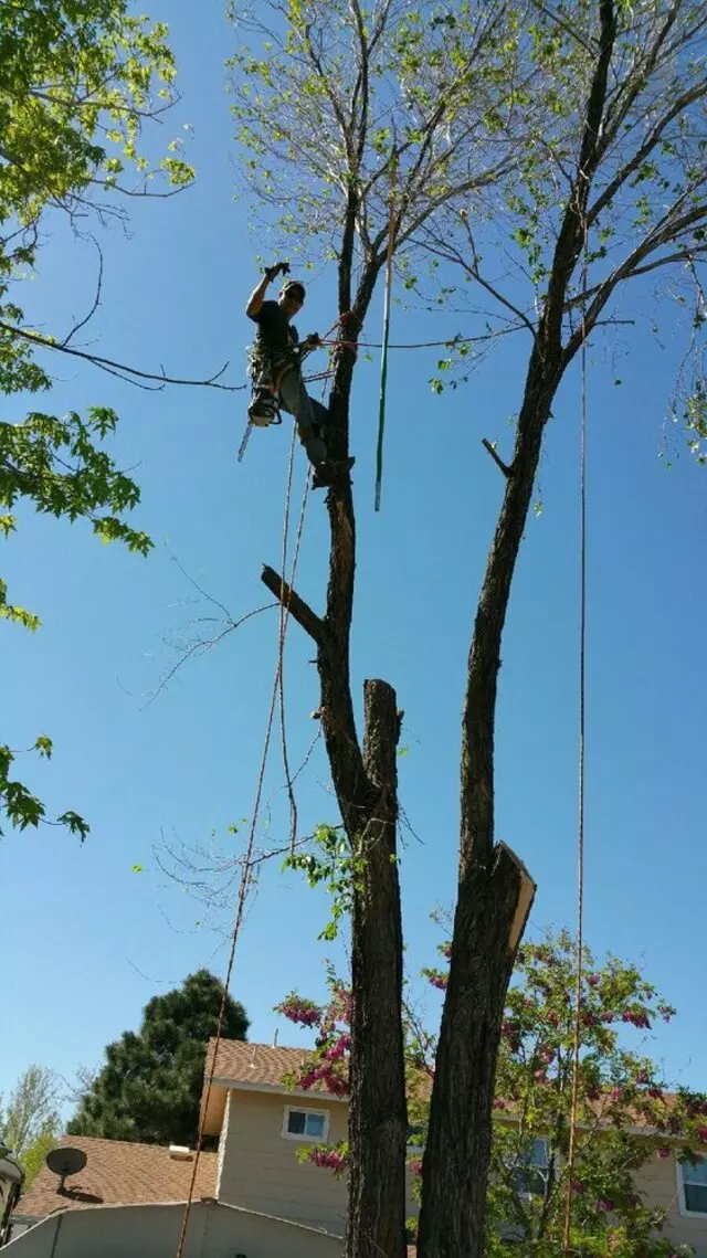 Antonio’ s Tree Service