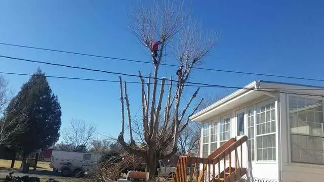 Antonio’ s Tree Service