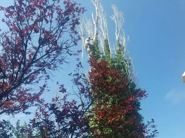 Antonio’ s Tree Service