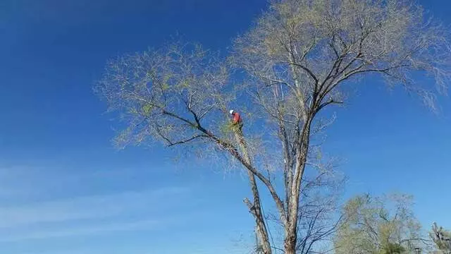 Antonio’ s Tree Service