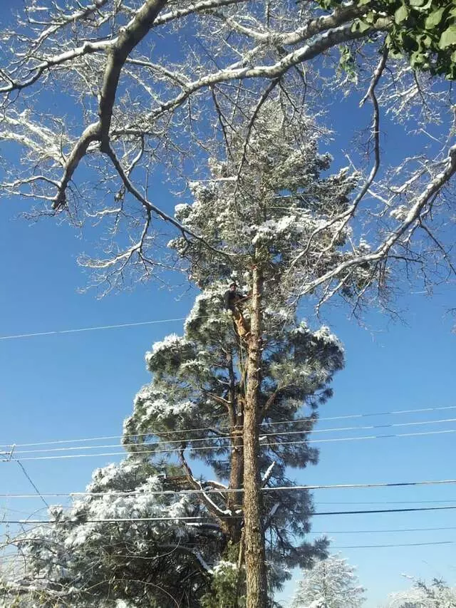 Antonio’ s Tree Service