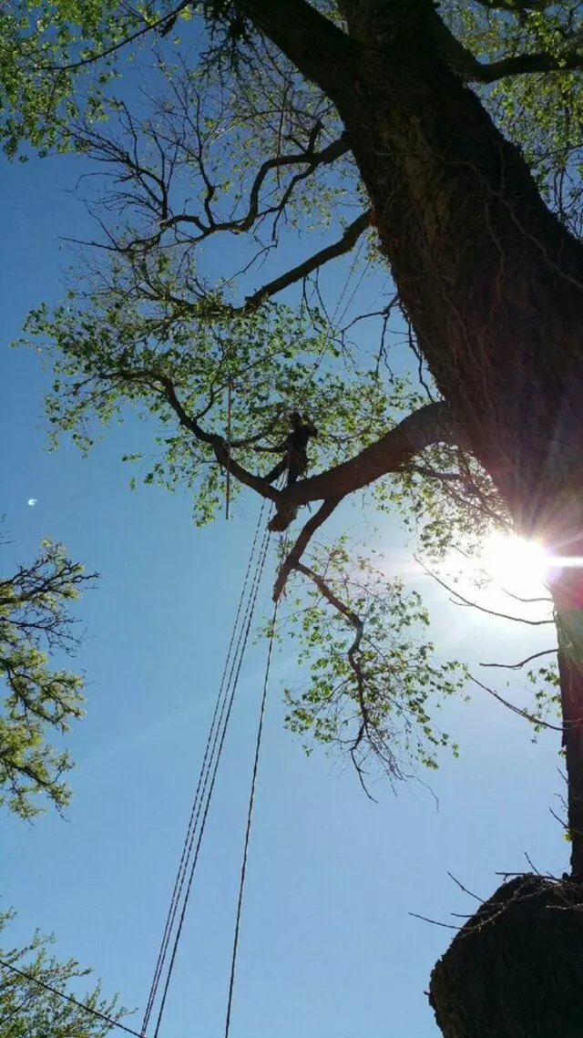 Antonio’ s Tree Service