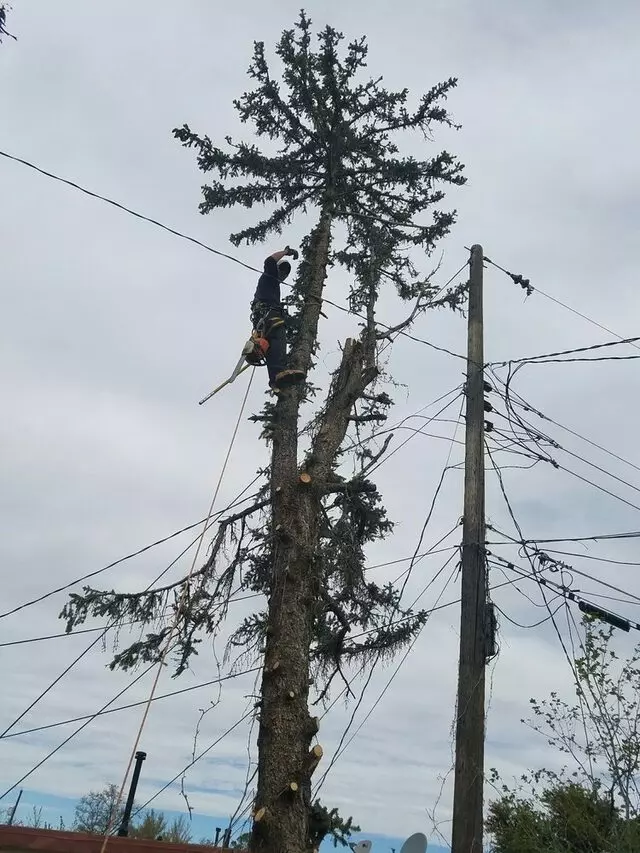 Antonio’ s Tree Service