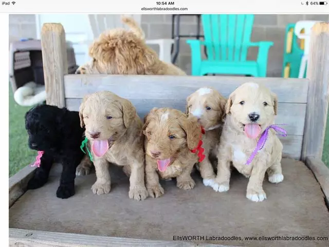 Brodie Labradoodles