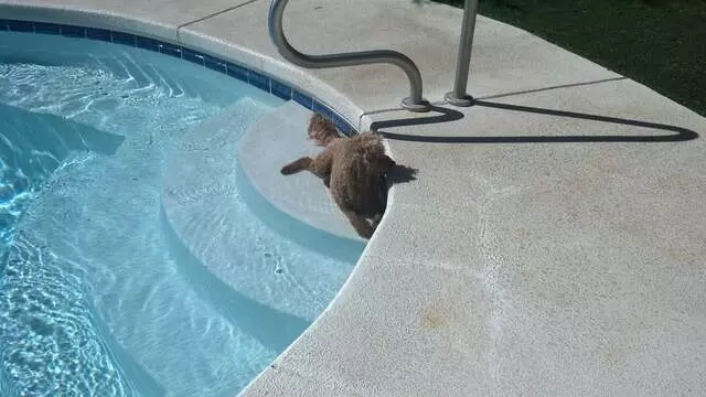 Absolute Pool and Spa Service, Inc