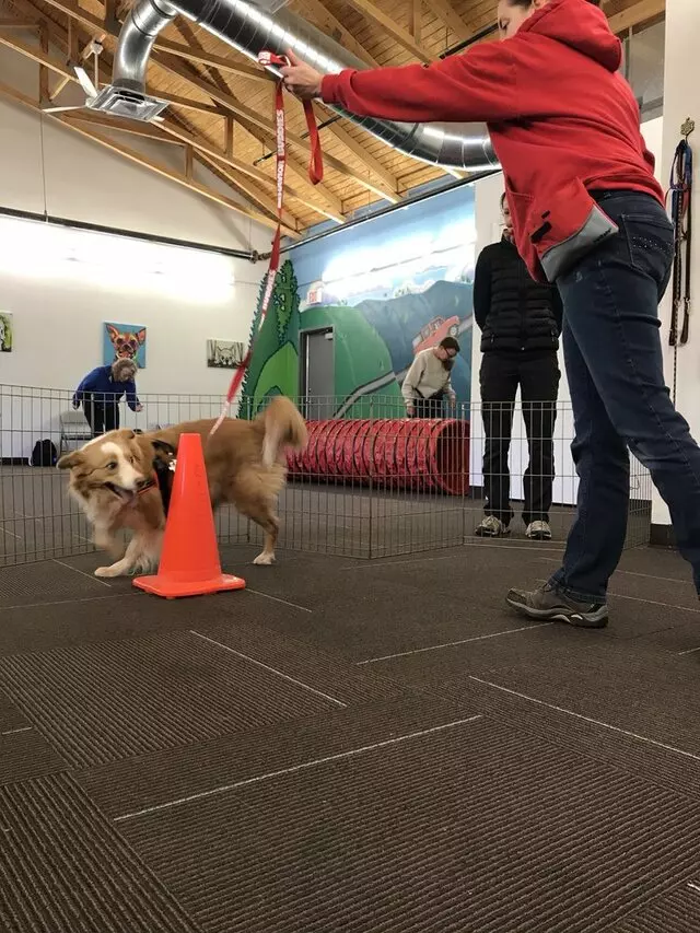 SpiritDog Training
