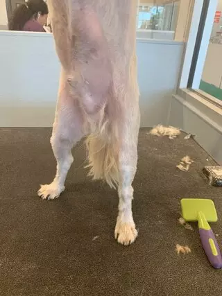Aussie Pet Mobile Grooming