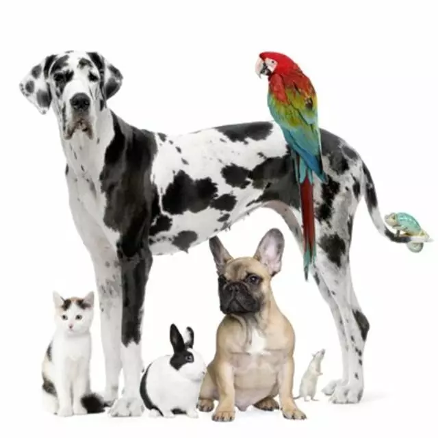 ABQ Petcare Hospital