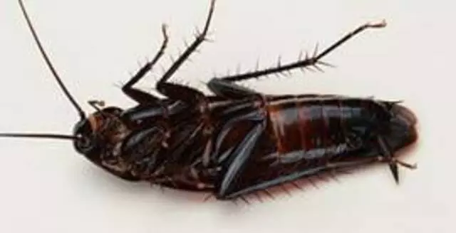 Ant Mary’s Pest Control