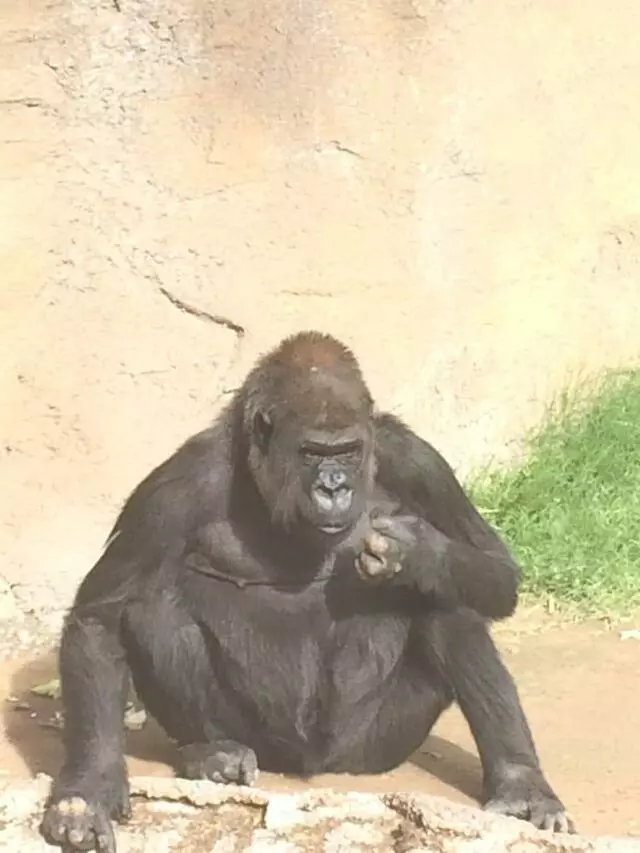 ABQ BioPark Zoo