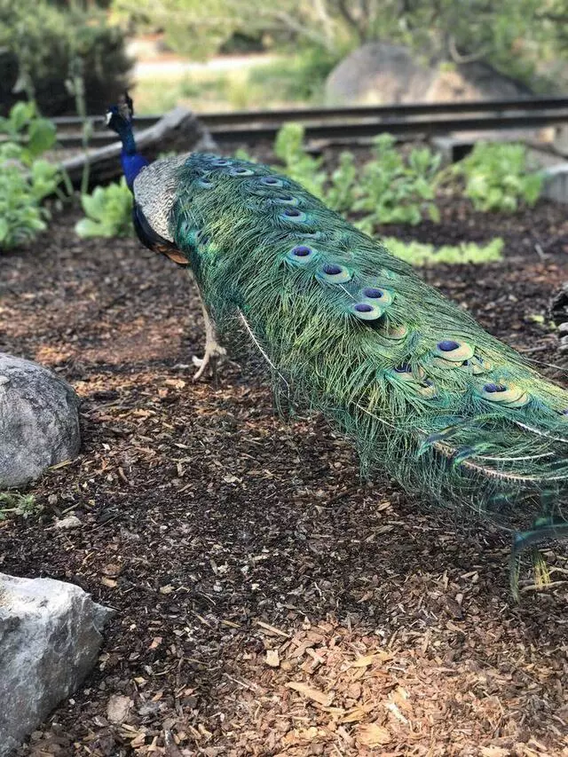 ABQ BioPark Zoo