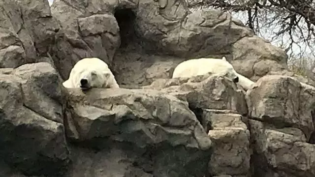 ABQ BioPark Zoo