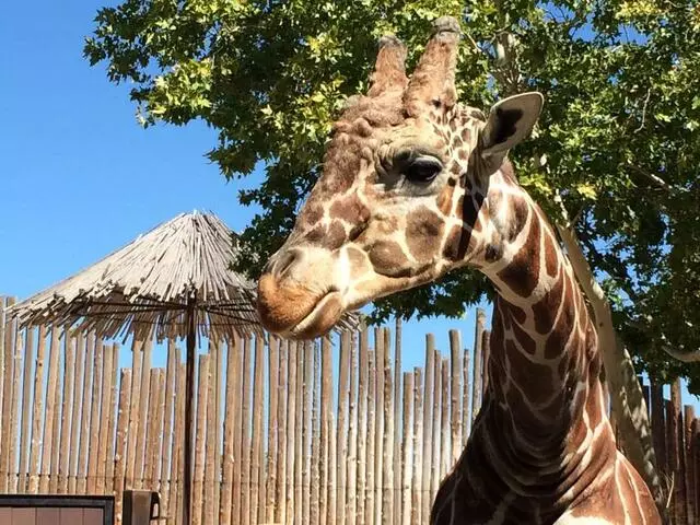 ABQ BioPark Zoo