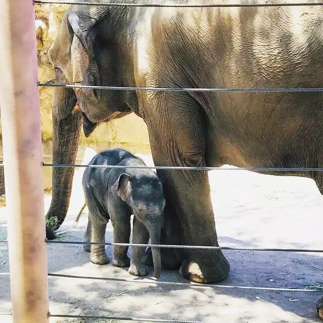 ABQ BioPark Zoo